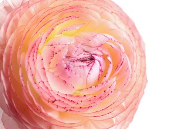 Photo of Beautiful fresh ranunculus flower on white background, closeup