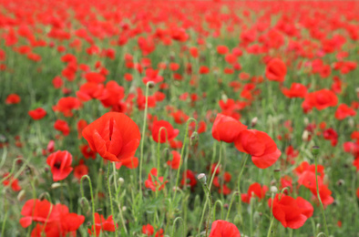 Beautiful red poppy flowers growing in field