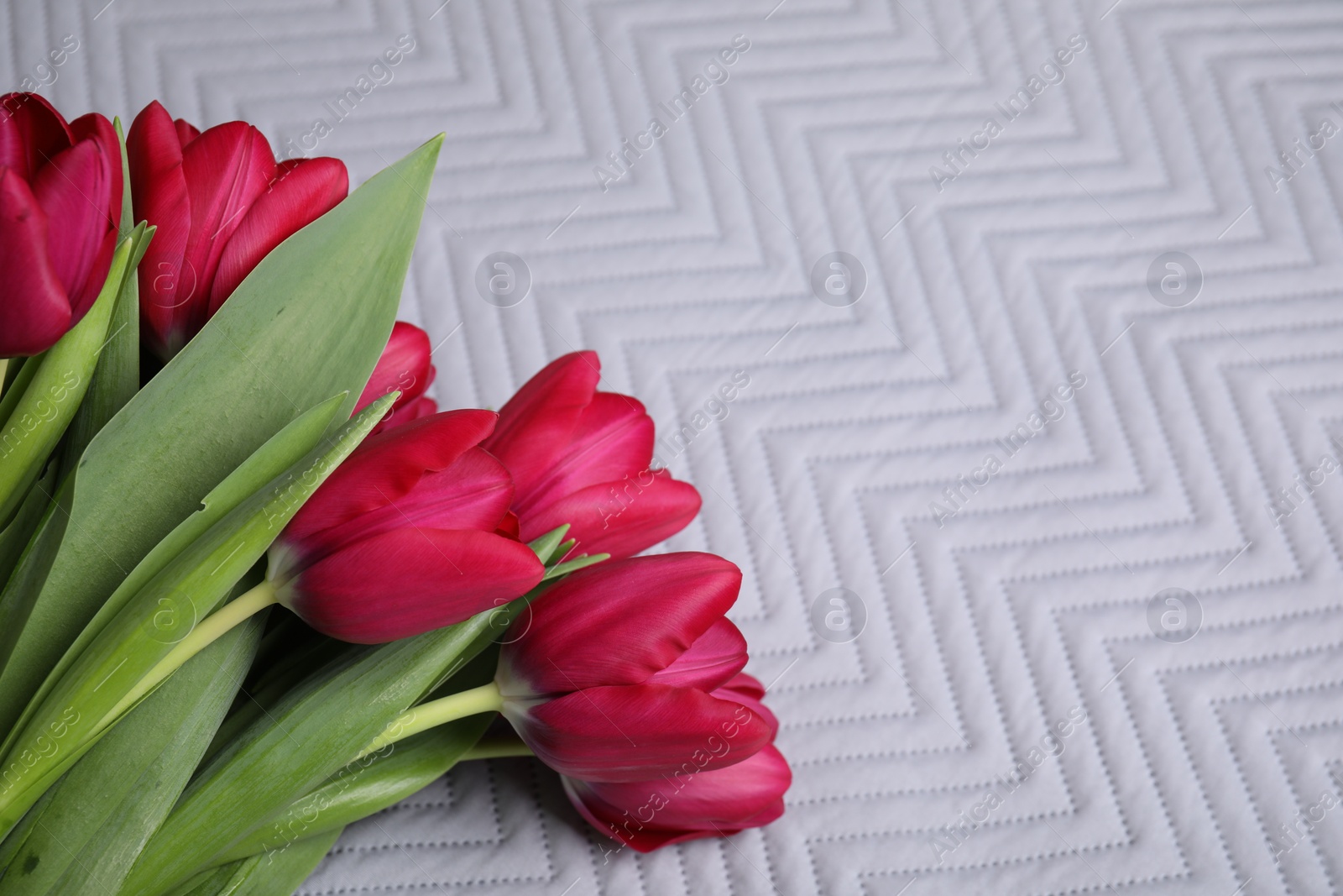 Photo of Many beautiful tulips on white fabric. Space for text