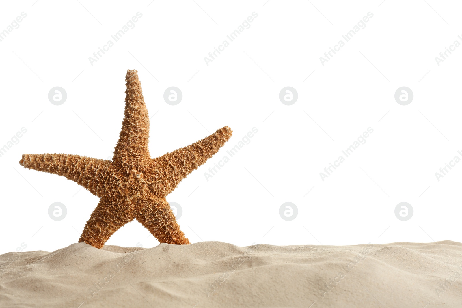 Photo of Sea star in beach sand on white background, space for text