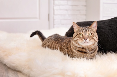 Photo of Adorable striped cat lying on fuzzy rug indoors