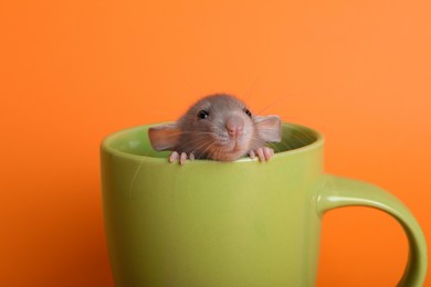 Photo of Cute small rat in green ceramic cup on orange background, closeup