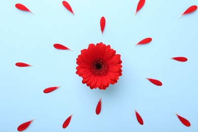 Photo of Beautiful red gerbera flower and petals on light blue background, top view