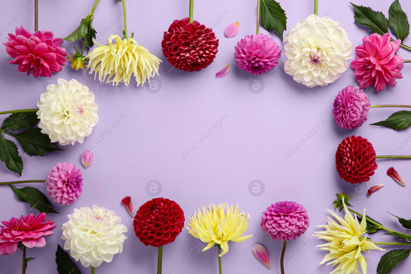 Photo of Frame made of beautiful dahlia flowers on violet background, flat lay. Space for text