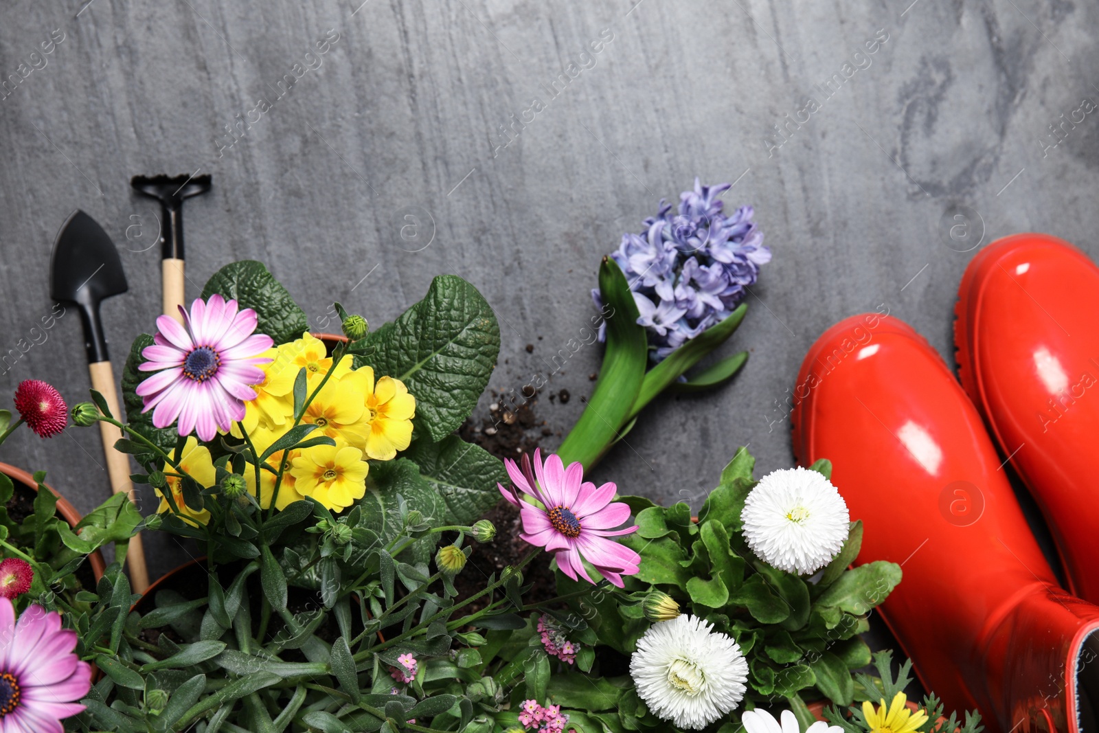 Photo of Flat lay composition with gardening equipment and flowers on color background, space for text