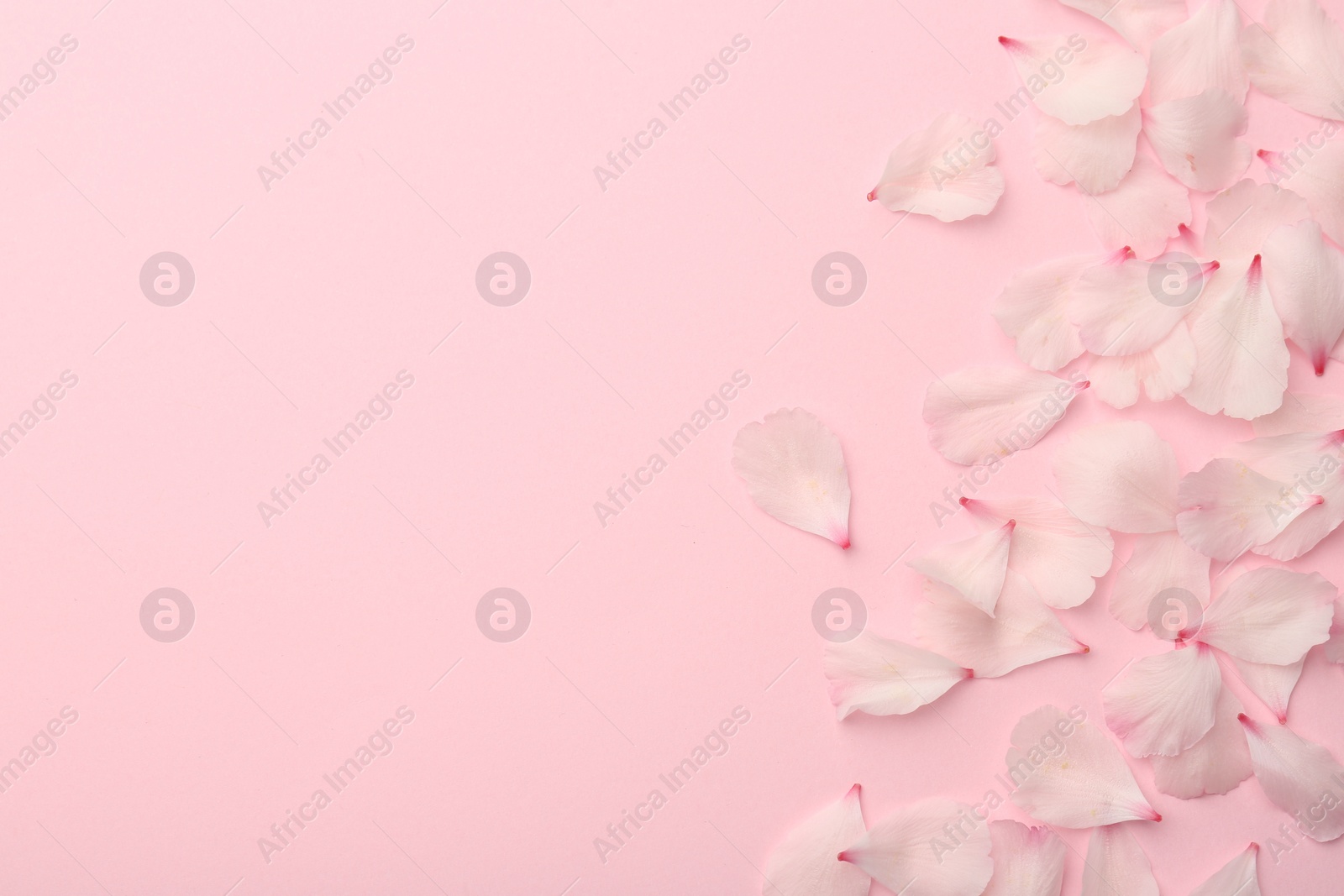 Photo of Beautiful spring blossoms petals on pink background, flat lay. Space for text