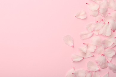 Beautiful spring blossoms petals on pink background, flat lay. Space for text