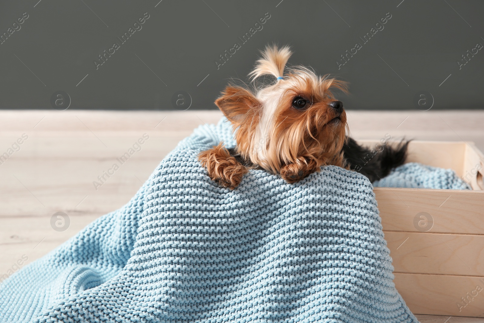 Photo of Yorkshire terrier in wooden crate on floor against grey wall, space for text. Happy dog