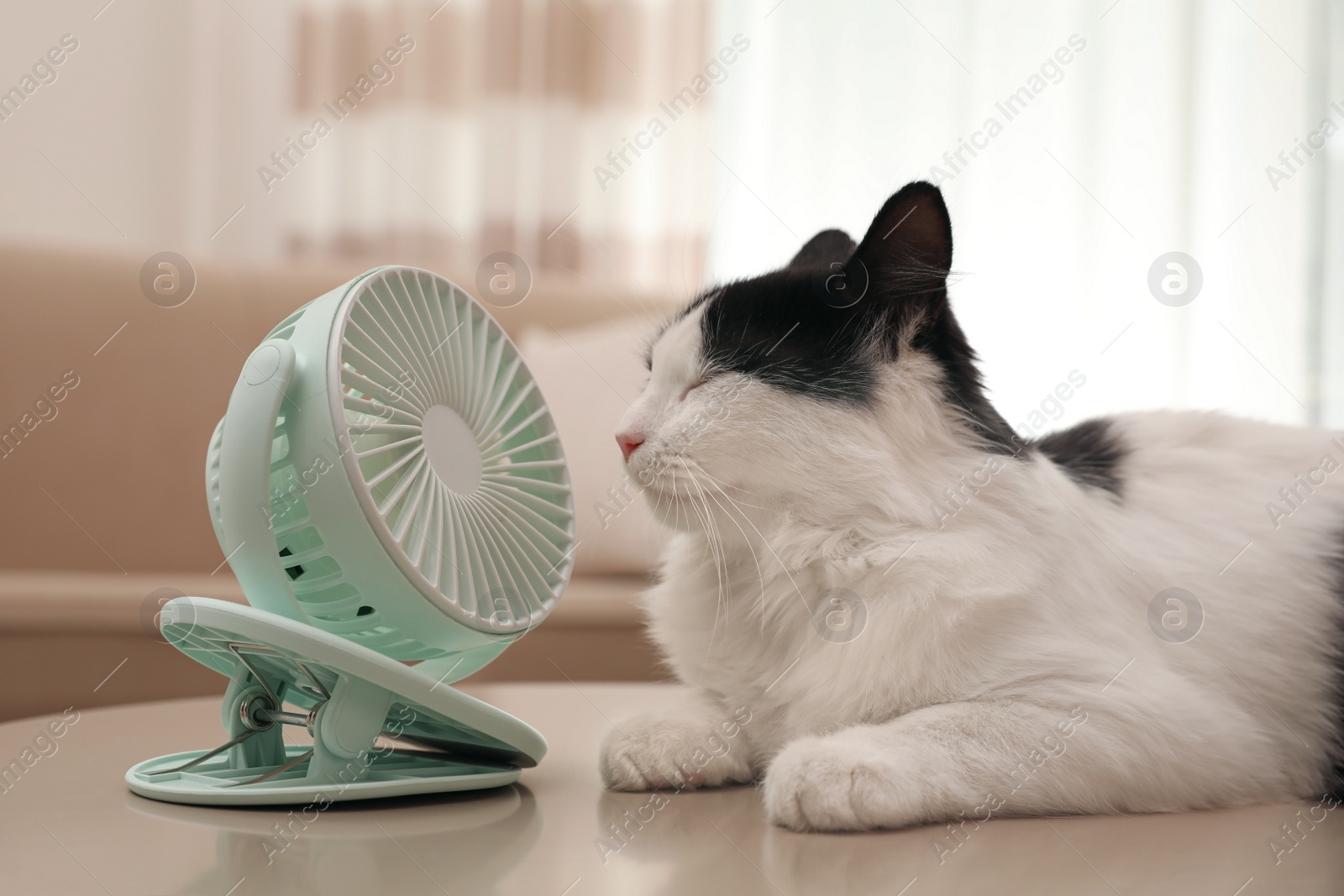 Photo of Cute fluffy cat enjoying air flow from fan on table indoors. Summer heat