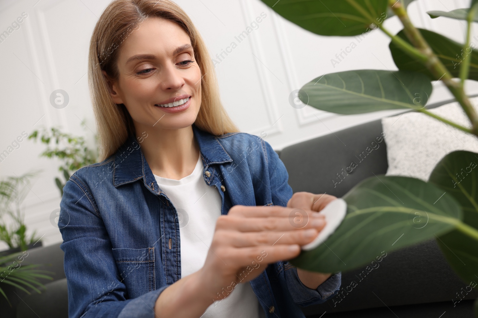 Photo of Woman wiping leaves of beautiful houseplant with cotton pad at home