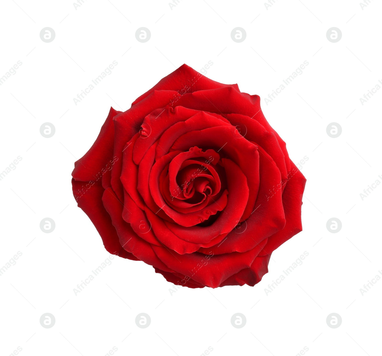 Photo of Beautiful fresh red rose isolated on white