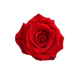 Photo of Beautiful fresh red rose isolated on white