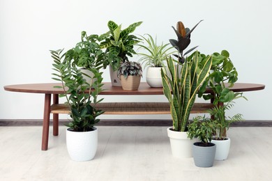 Photo of Different beautiful house plants near white wall in room