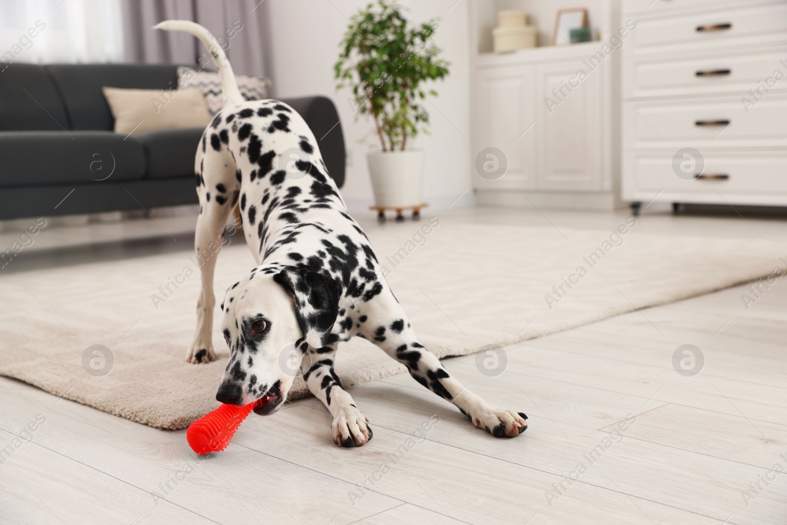 Photo of Adorable Dalmatian dog playing with toy indoors. Lovely pet