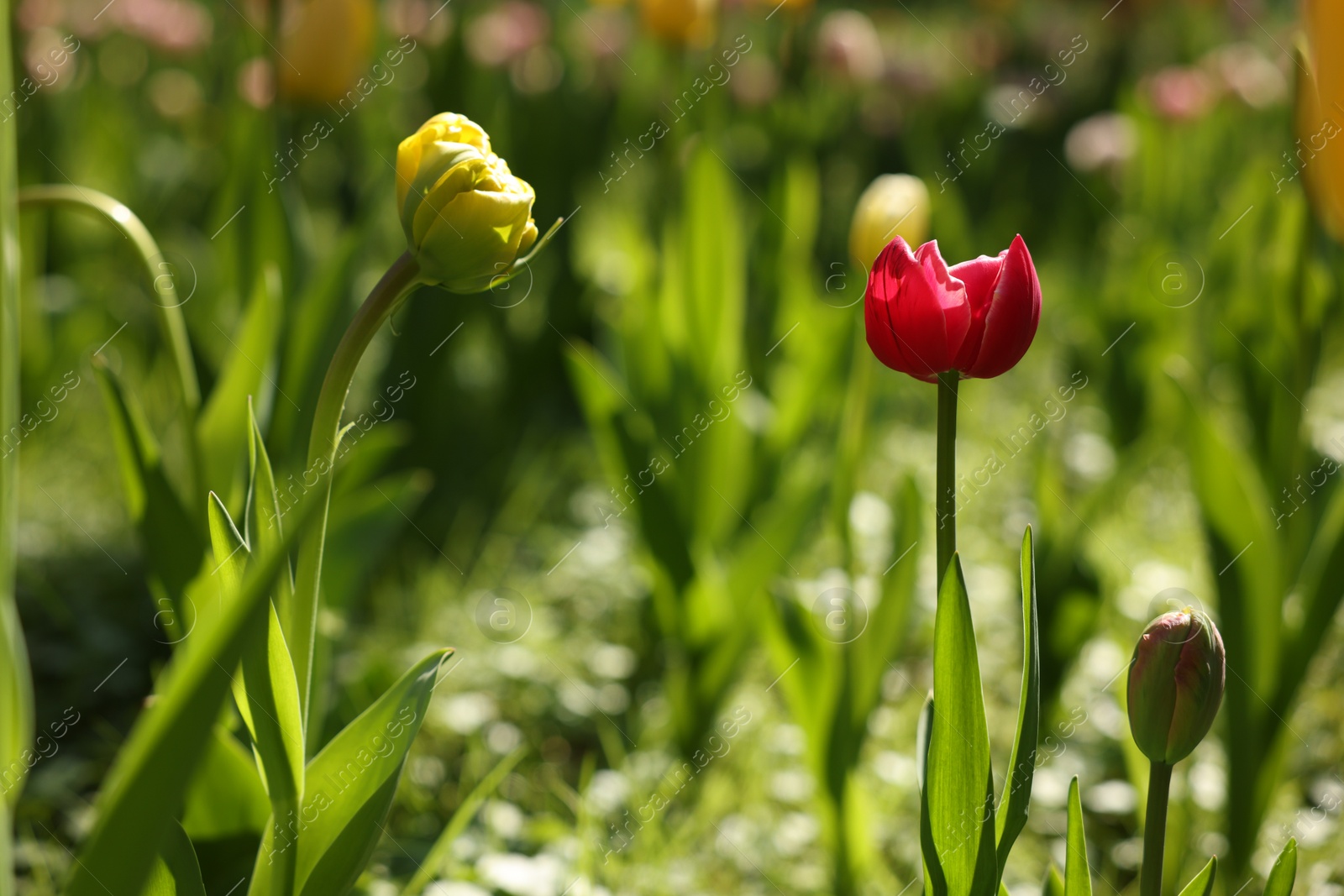 Photo of Beautiful bright tulips growing outdoors on sunny day, closeup. Space for text