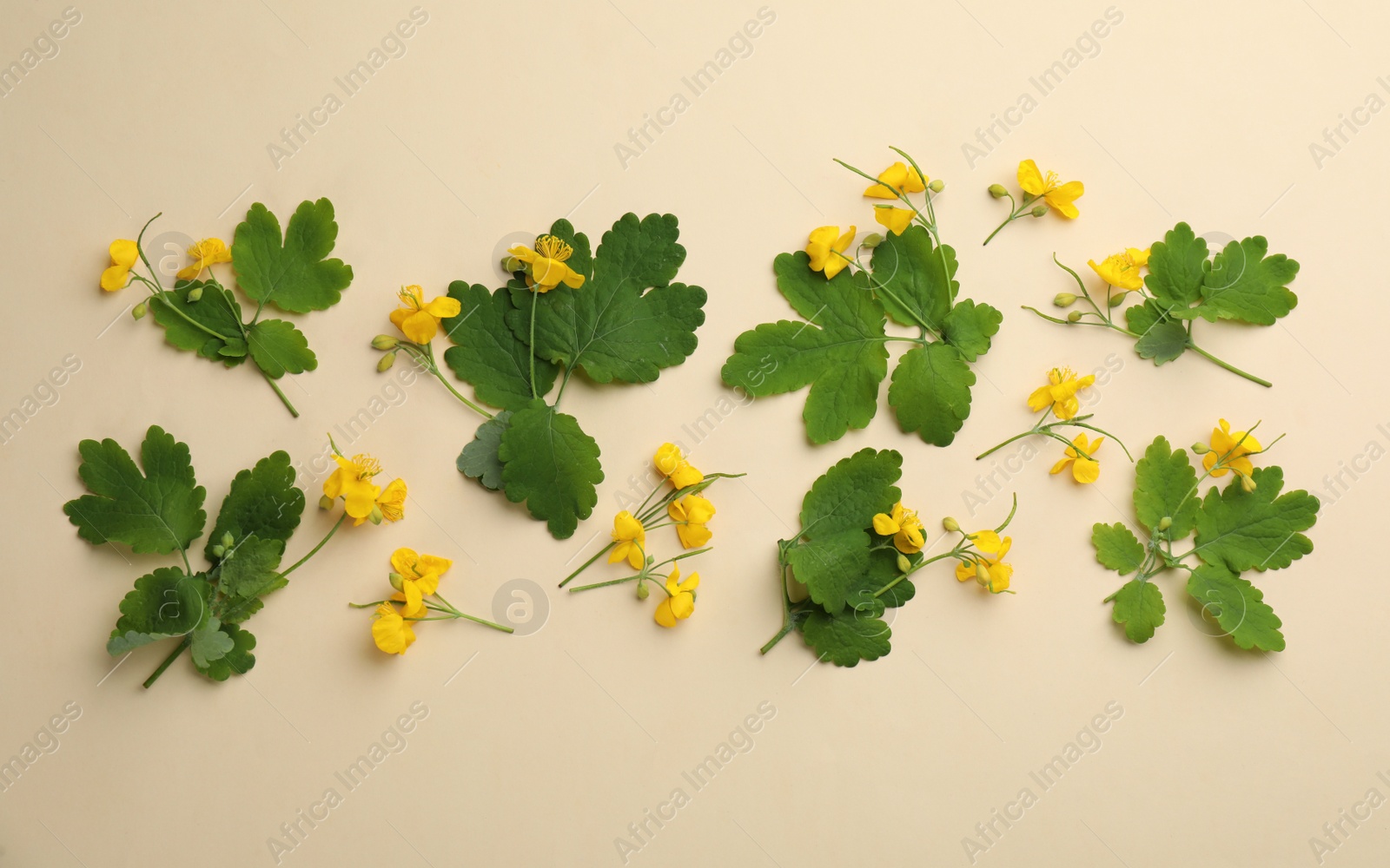 Photo of Celandine with beautiful yellow flowers on beige background, flat lay