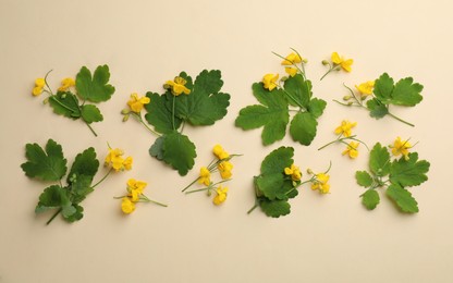 Celandine with beautiful yellow flowers on beige background, flat lay