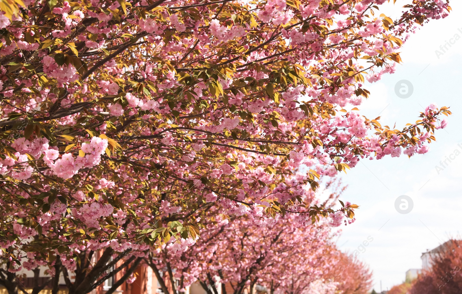 Photo of Beautiful blooming sakura outdoors on sunny spring day