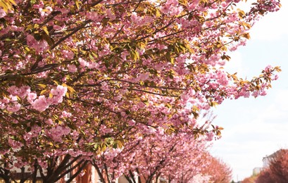 Beautiful blooming sakura outdoors on sunny spring day