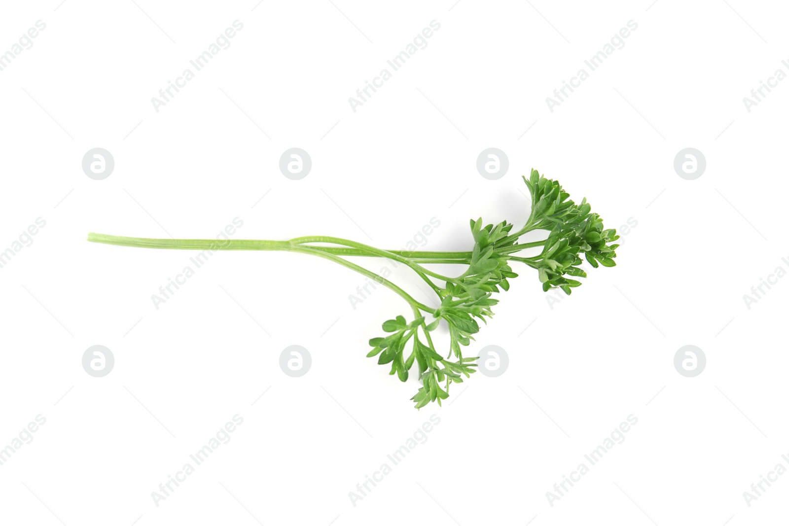 Photo of Fresh green organic parsley on white background