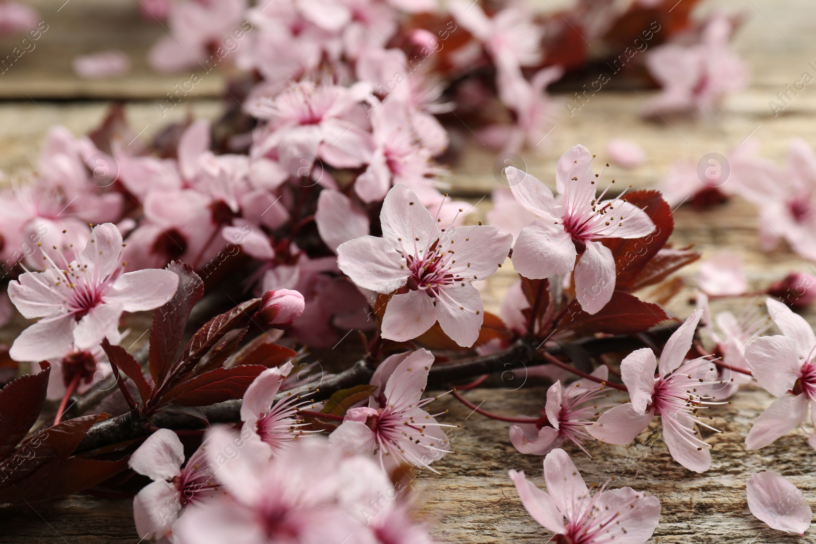 Photo of Spring branch with beautiful blossoms and leaves on wooden table, closeup