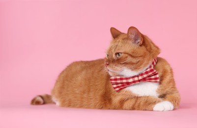 Photo of Cute cat with bow tie on pink background