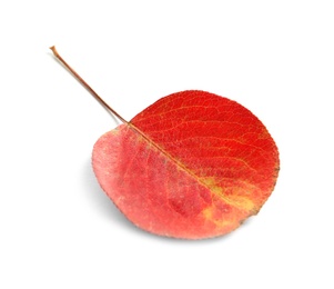 Photo of Beautiful autumn leaf on white background. Fall foliage