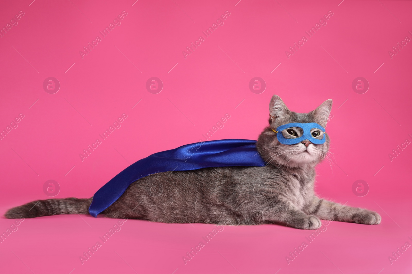 Photo of Adorable cat in blue superhero cape and mask on pink background