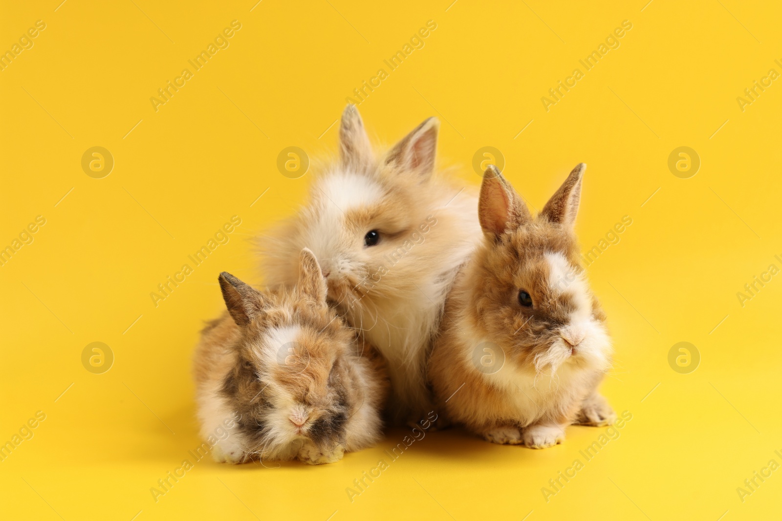 Photo of Cute little rabbits on yellow background. Adorable pet