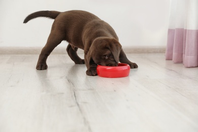 Chocolate Labrador Retriever puppy eating  food from bowl at home