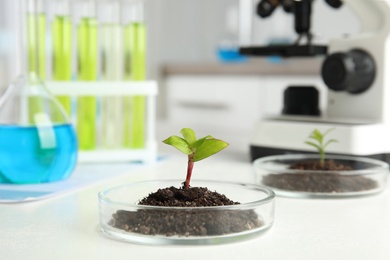 Photo of Petri dish with soil and sprouted plant on white table. Biological chemistry