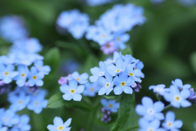 Photo of Beautiful forget-me-not flowers growing outdoors. Spring season