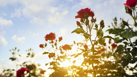 Bush with beautiful roses in blooming garden at sunset