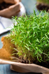 Photo of Fresh organic microgreen on light blue table, closeup