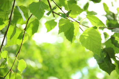 Photo of Closeup view of birch with fresh young green leaves  outdoors on spring day