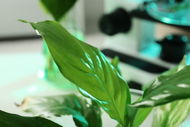 Green plant on blurred background, closeup. Biological chemistry