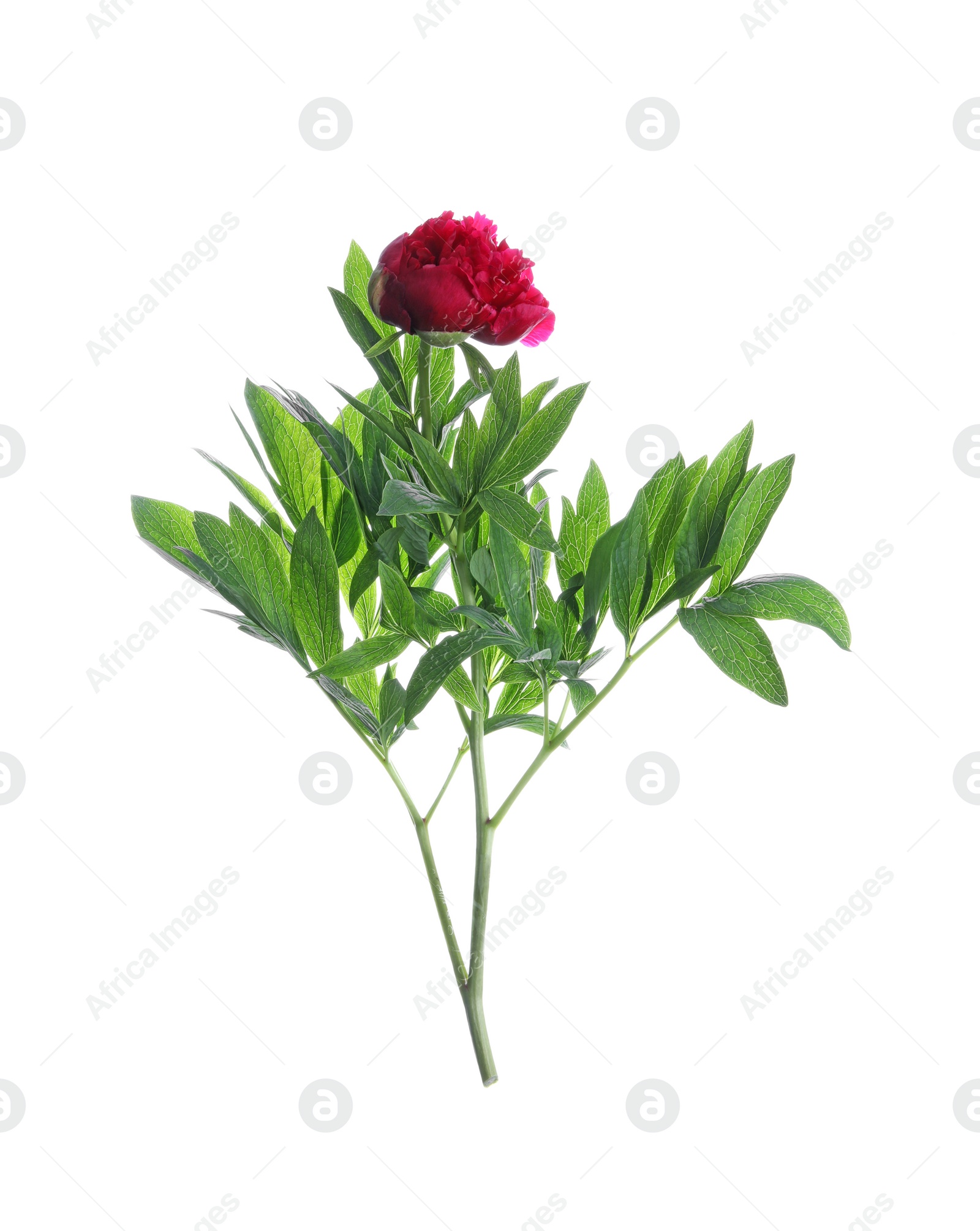 Photo of Beautiful red peony with leaves isolated on white