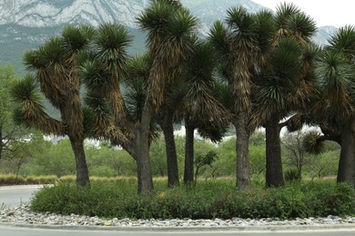 Photo of Beautiful green yucca brevifolia trees growing outdoors