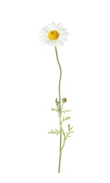 Beautiful chamomile flower isolated on white. Meadow plant