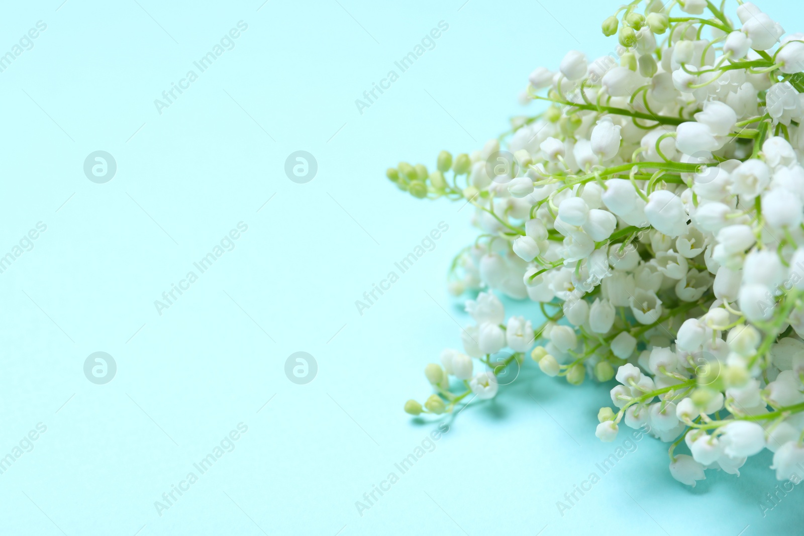 Photo of Beautiful lily of the valley flowers on light blue background, closeup. Space for text