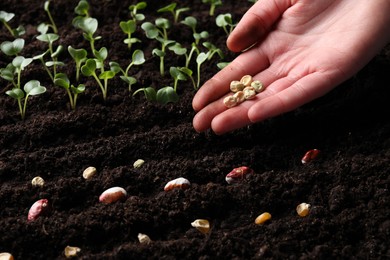 Photo of Woman with pea seeds near fertile soil, closeup. Vegetables growing