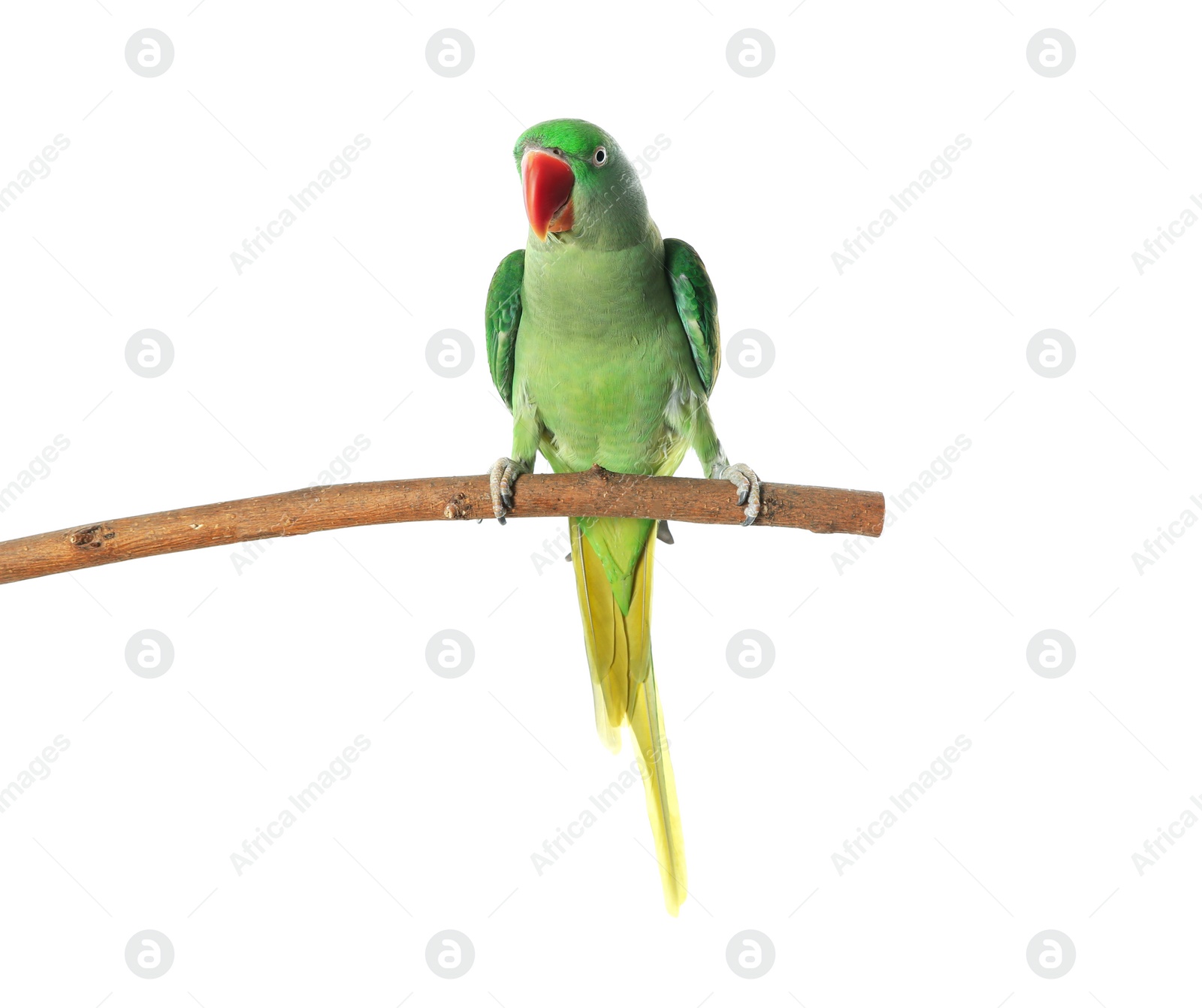 Photo of Beautiful Alexandrine Parakeet on tree branch against white background