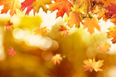 Image of Beautiful colorful autumn leaves on blurred background