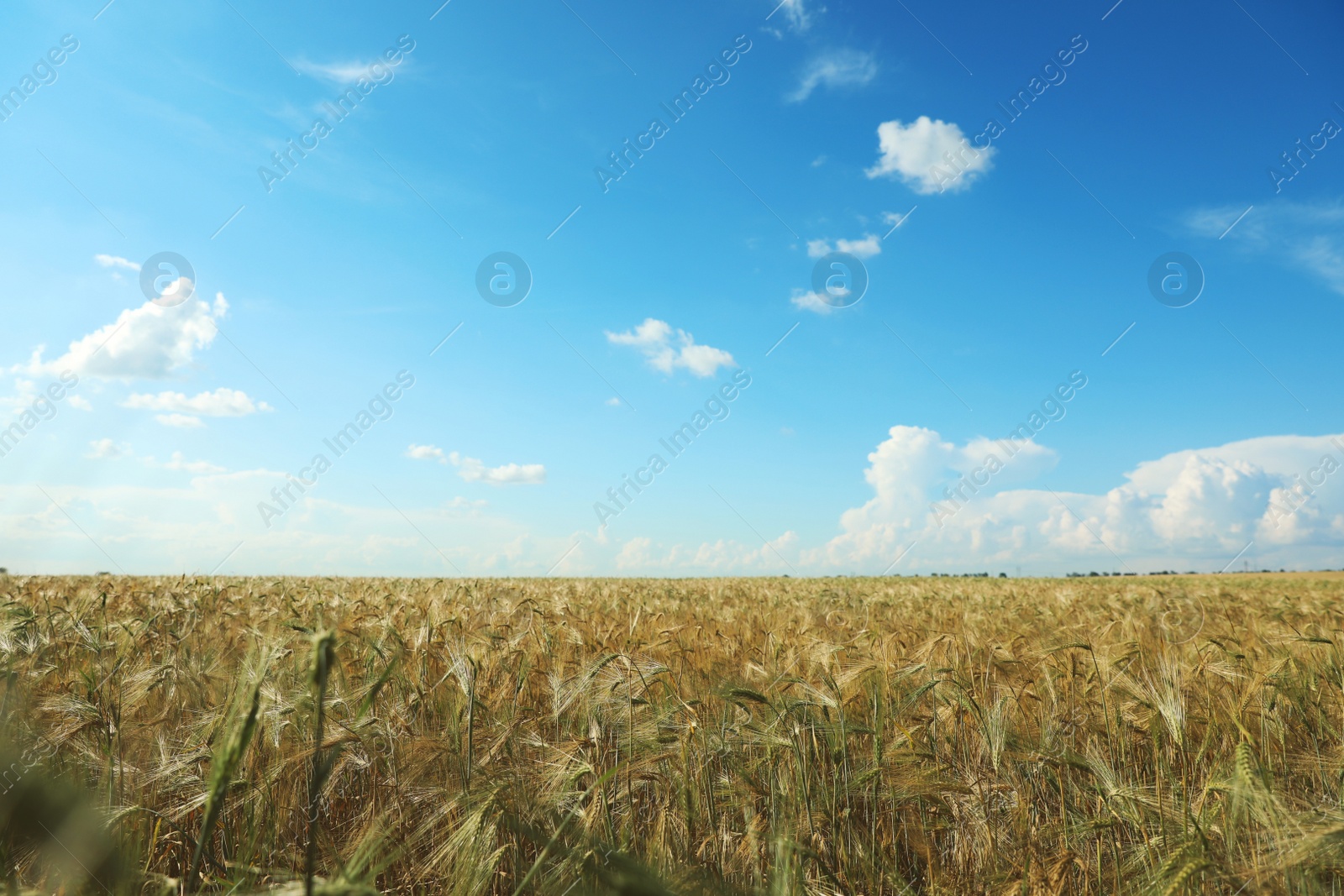 Photo of Wheat grain field on sunny day. Agriculture industry