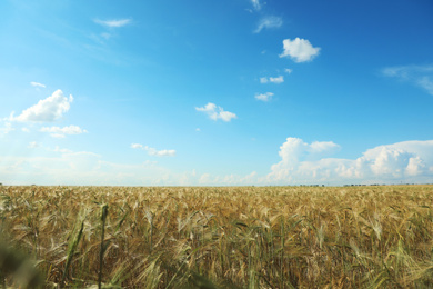 Photo of Wheat grain field on sunny day. Agriculture industry