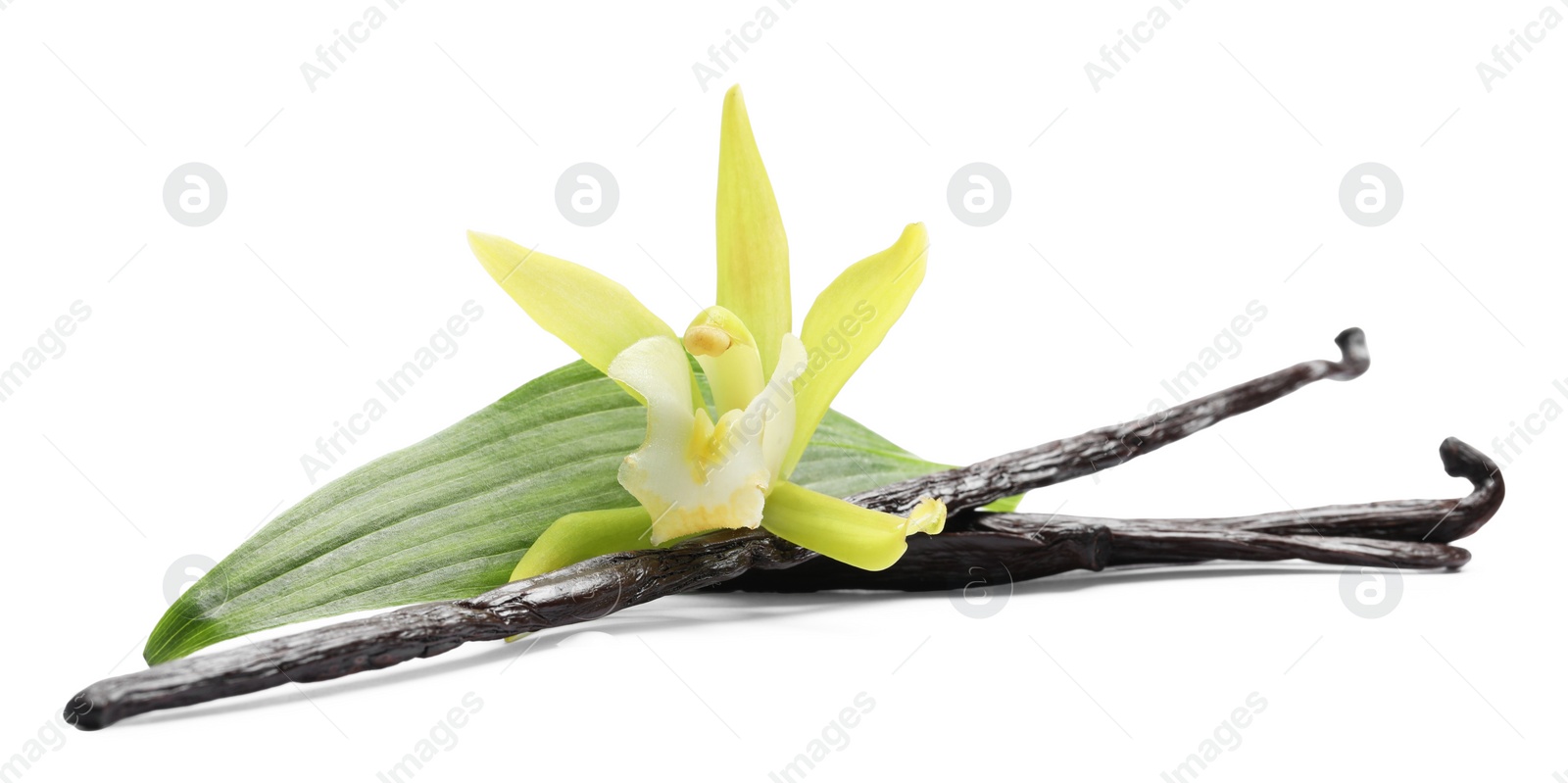 Photo of Vanilla pods, beautiful flower and green leaf isolated on white