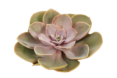 Image of Beautiful succulent on white background. Decorative plant