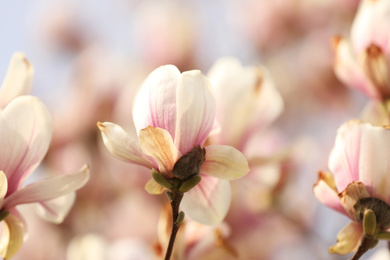 Closeup view of blossoming magnolia tree outdoors on spring day