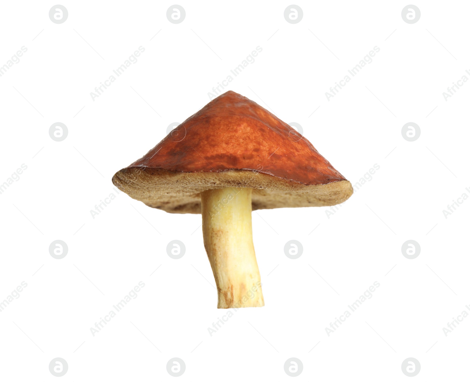 Photo of Fresh slippery jack mushroom isolated on white