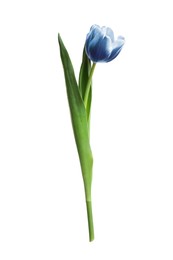 Image of Beautiful blue tulip isolated on white. Bright flower